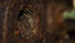 Rost